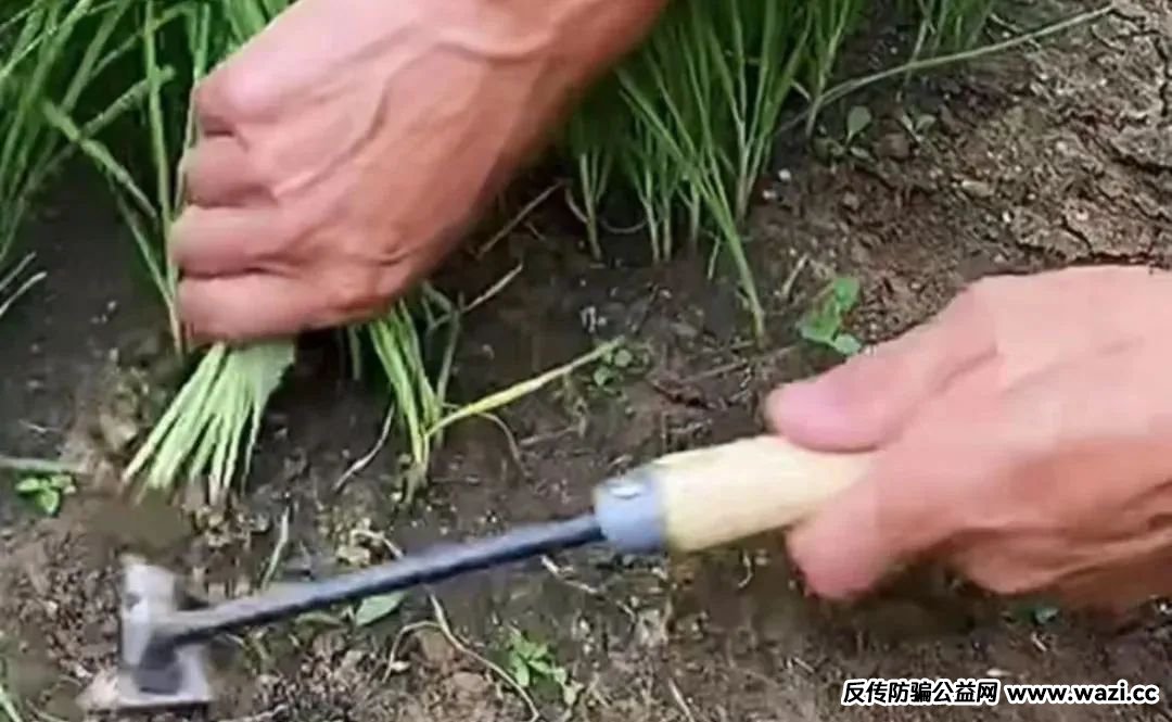 【原田易购】所谓的数字经济以及赚钱的平台，本质上就是庞氏骗局！